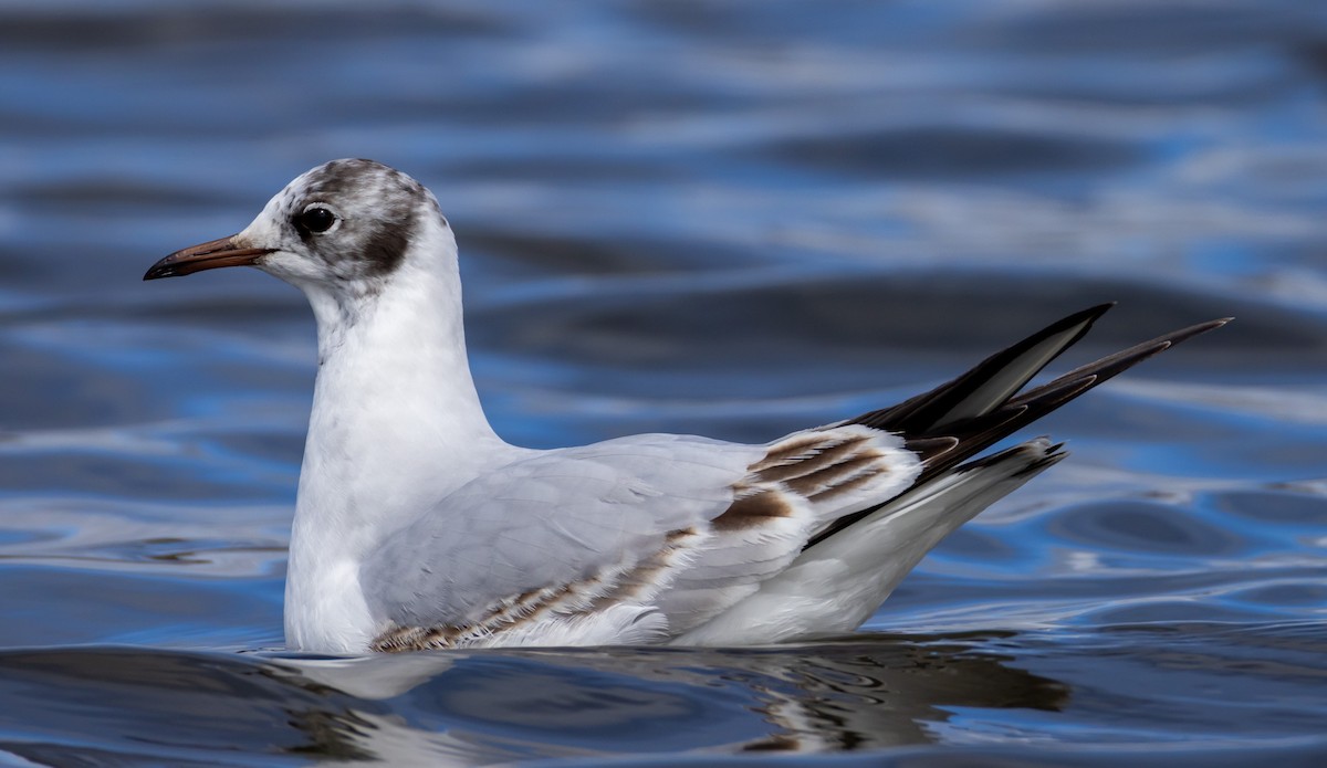 Black-headed Gull - John Alexander