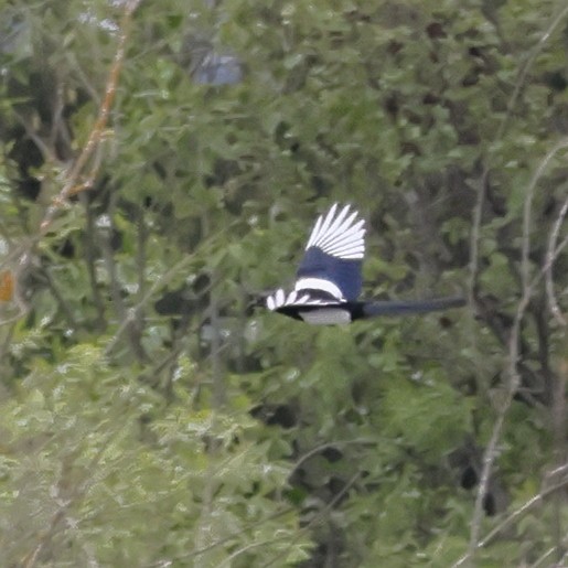 Eurasian Magpie - ML618771834