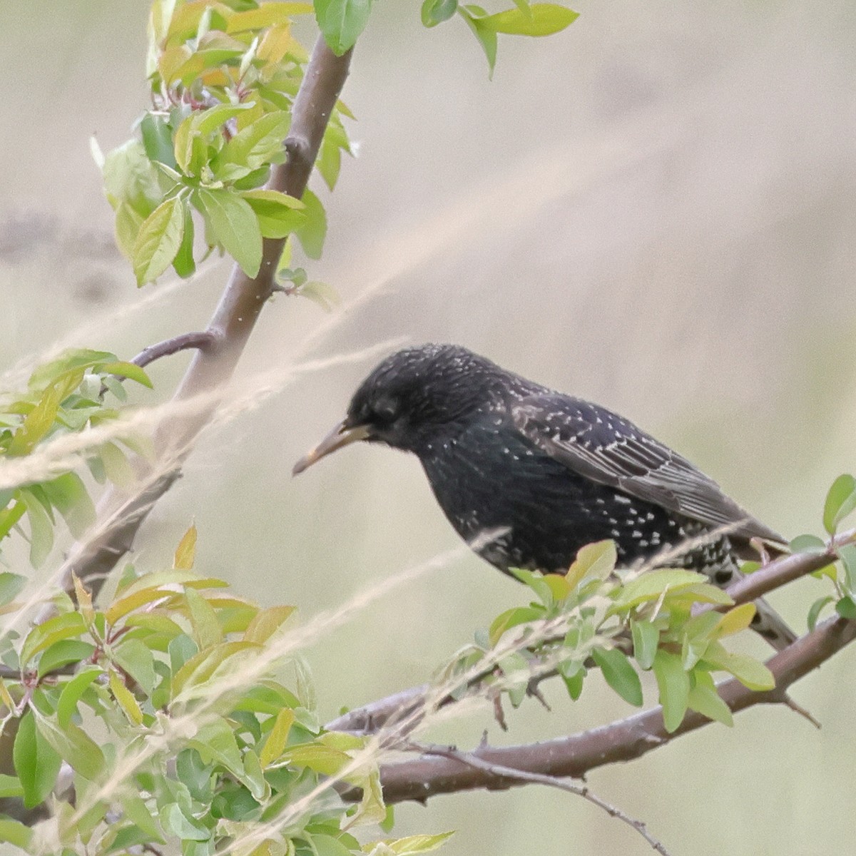 European Starling - ML618771848