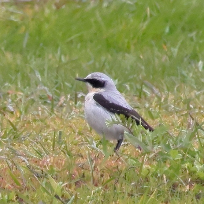 Northern Wheatear - ML618771857