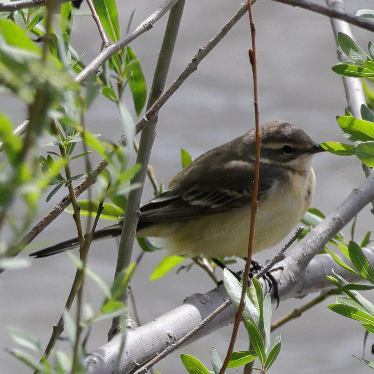 Western Yellow Wagtail - ML618771862