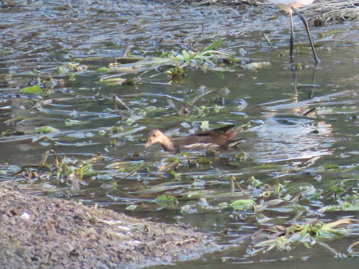 Eurasian Moorhen - Shilpa Gadgil