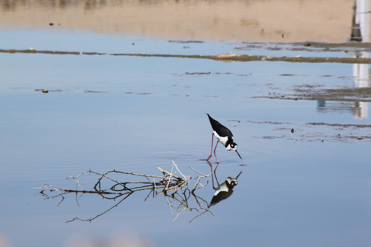 Black-necked Stilt - ML618771889