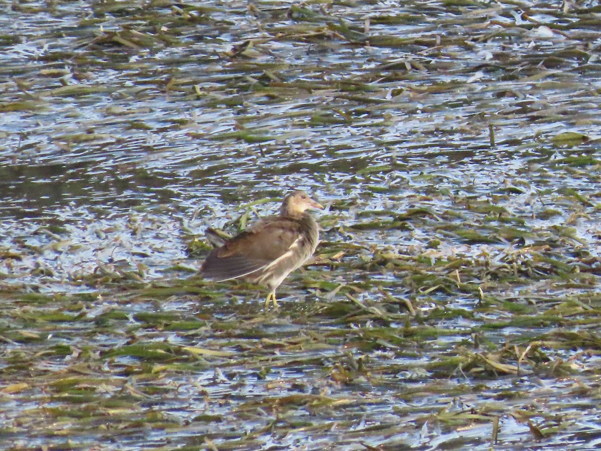 Eurasian Moorhen - ML618771896