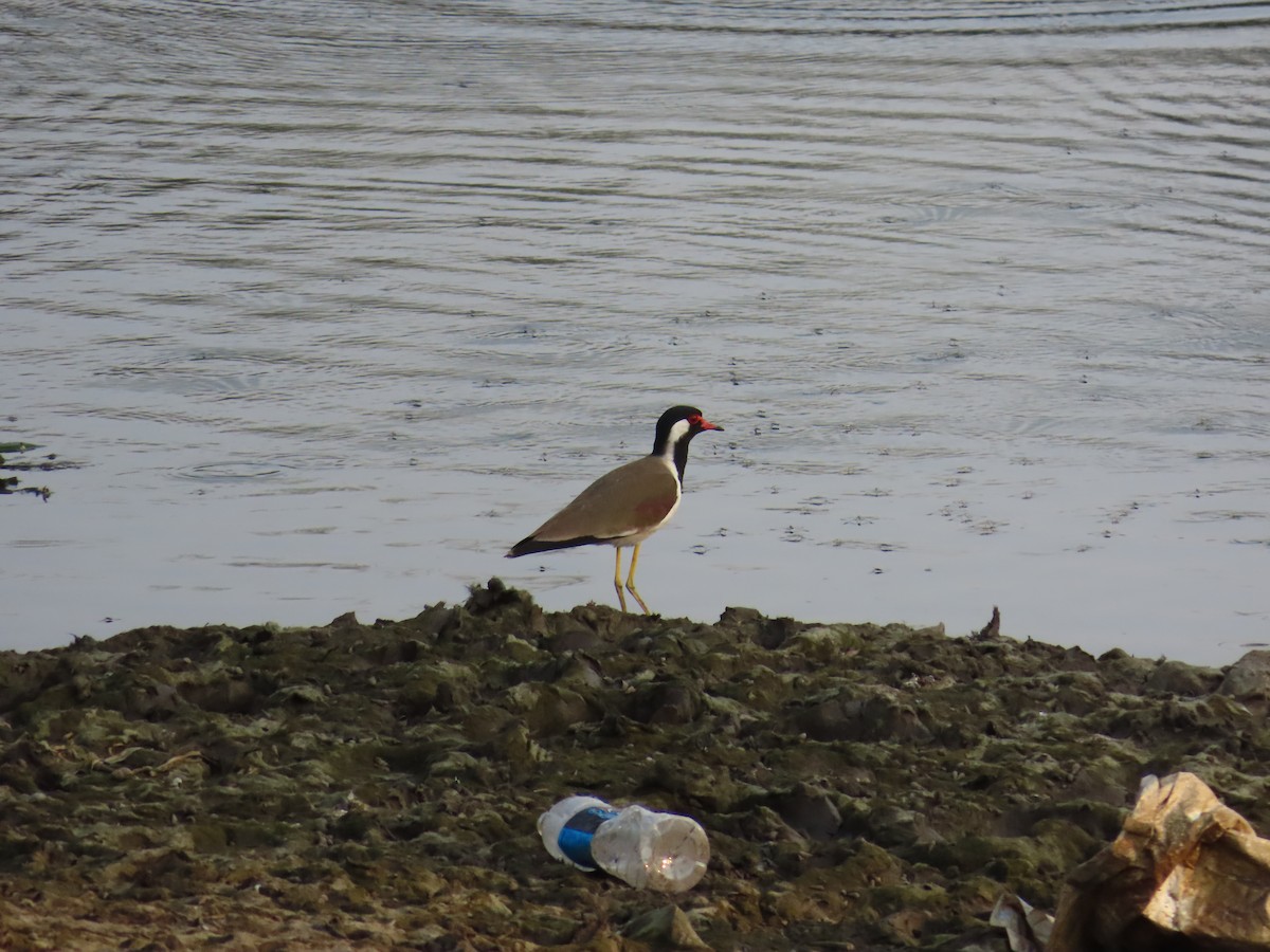 Red-wattled Lapwing - ML618771910