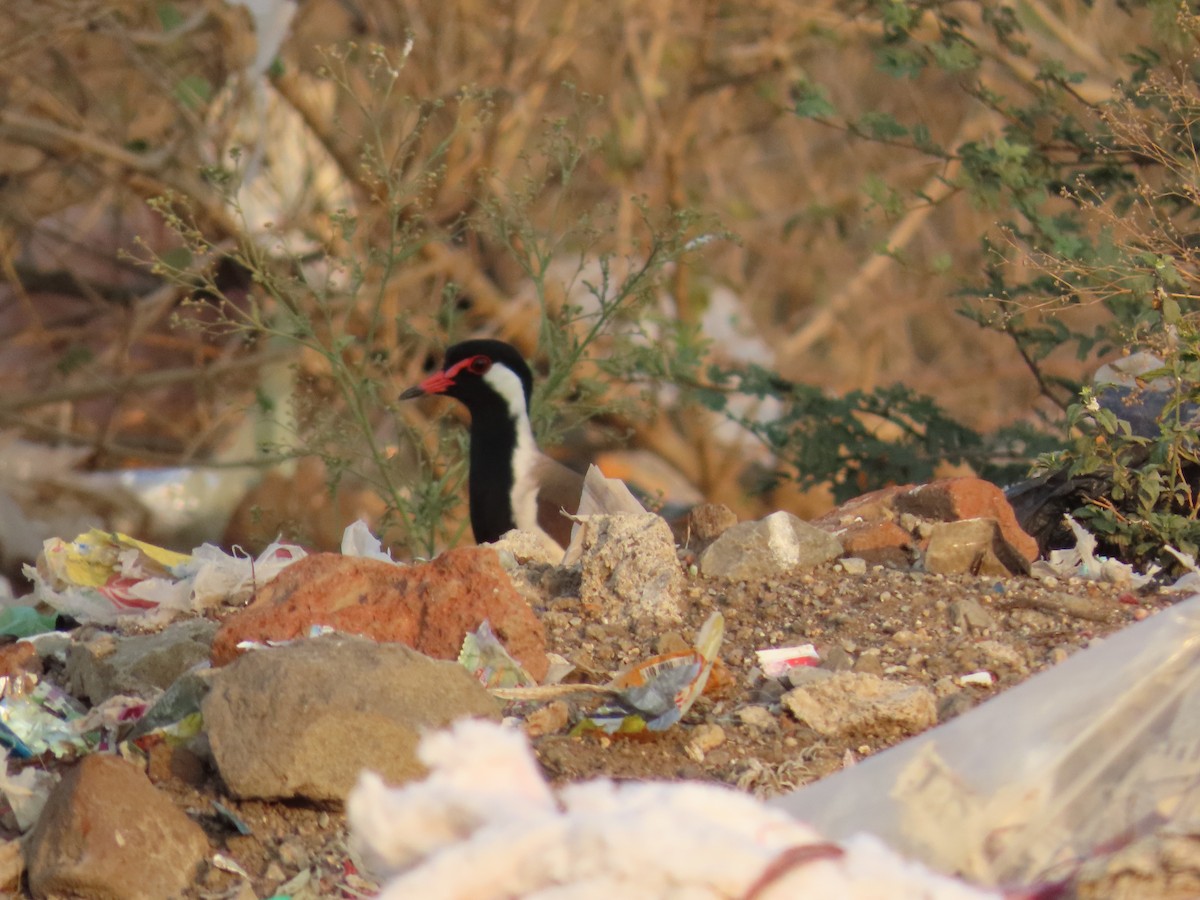 Red-wattled Lapwing - ML618771915