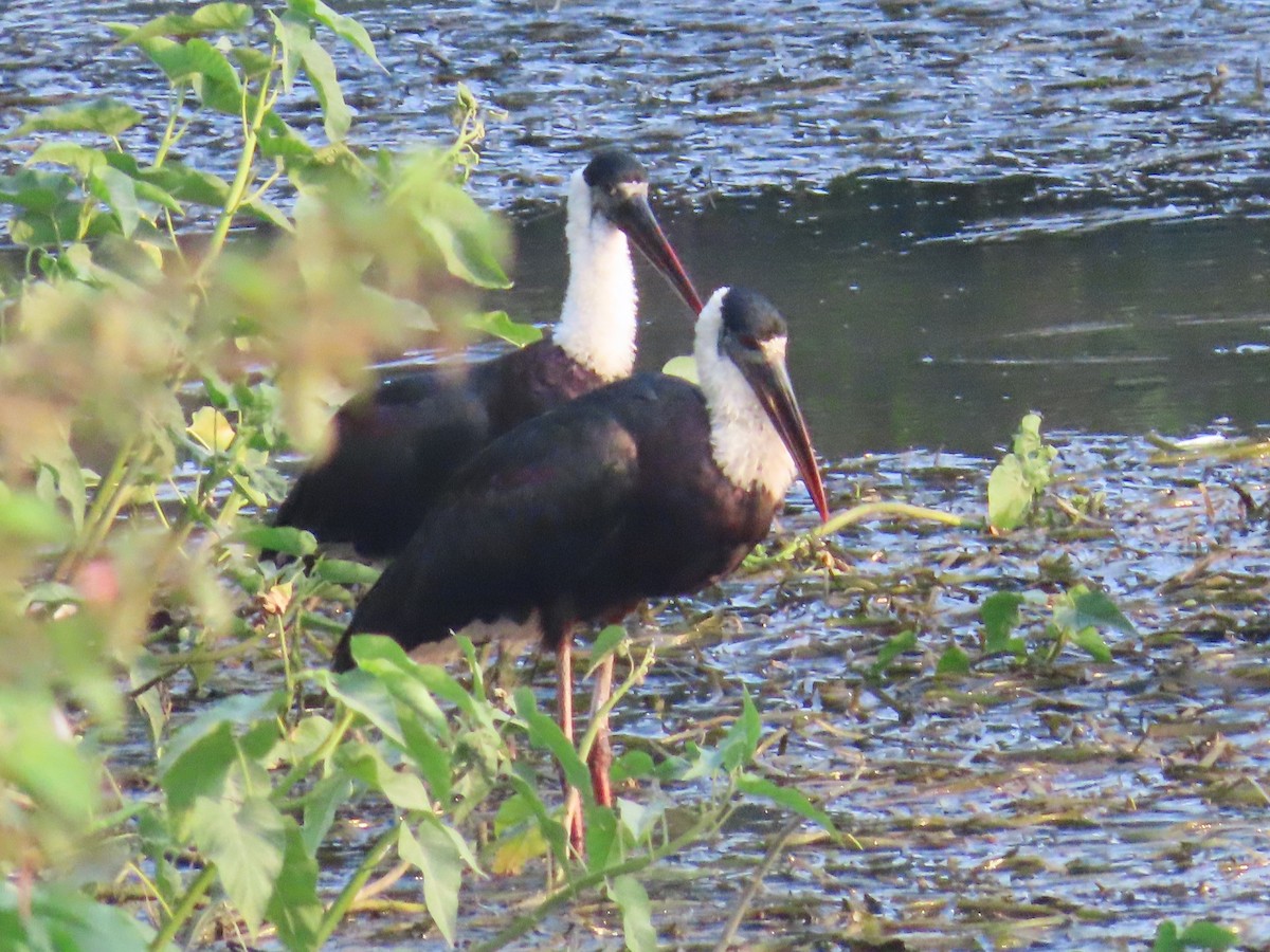 Asian Woolly-necked Stork - ML618771929