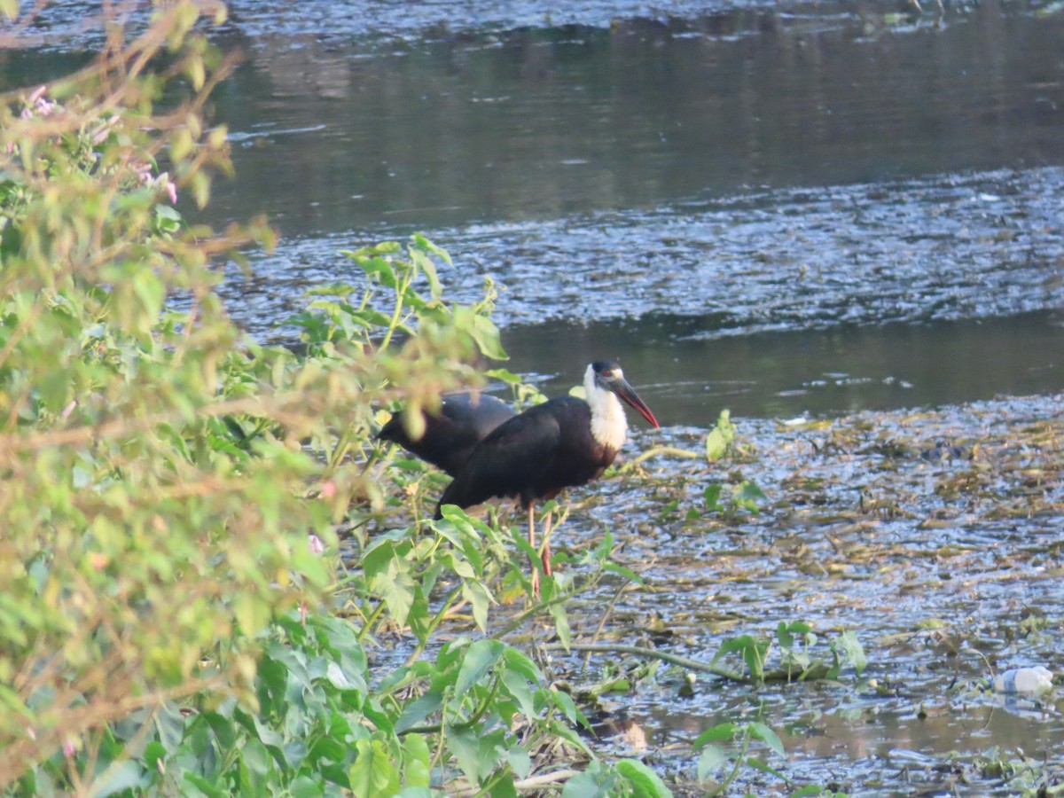 Asian Woolly-necked Stork - ML618771930