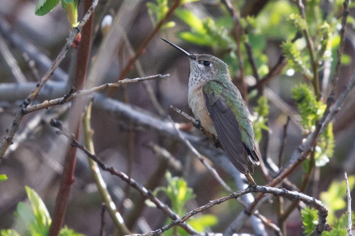 Calliope Hummingbird - Brendan Burns