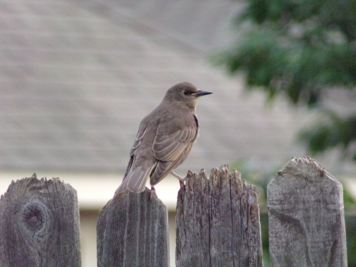 European Starling - Texas Bird Family