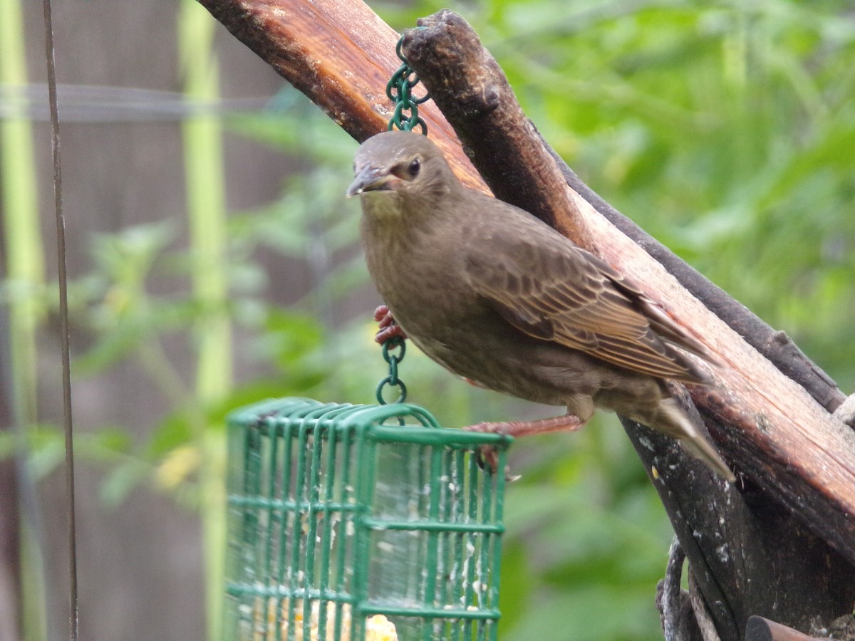 European Starling - Texas Bird Family