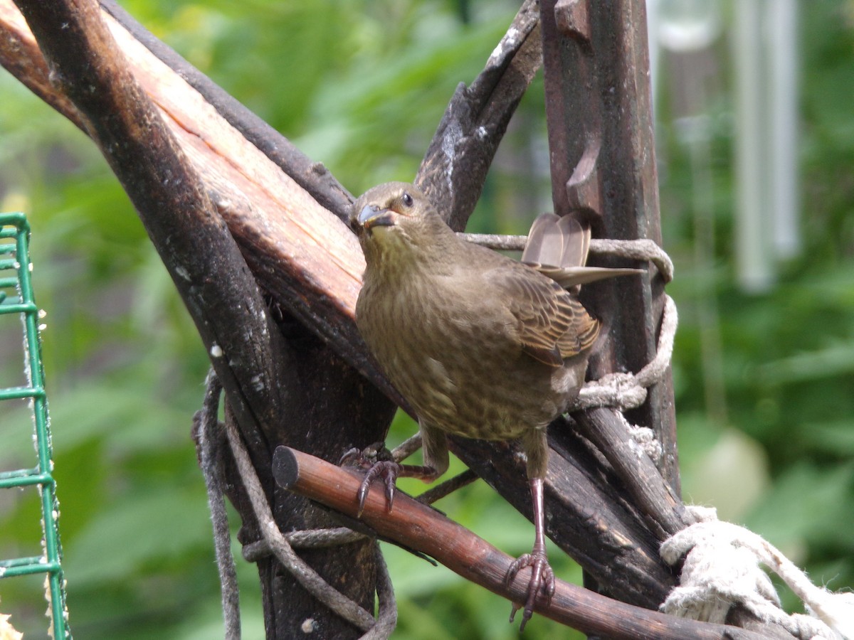 European Starling - Texas Bird Family