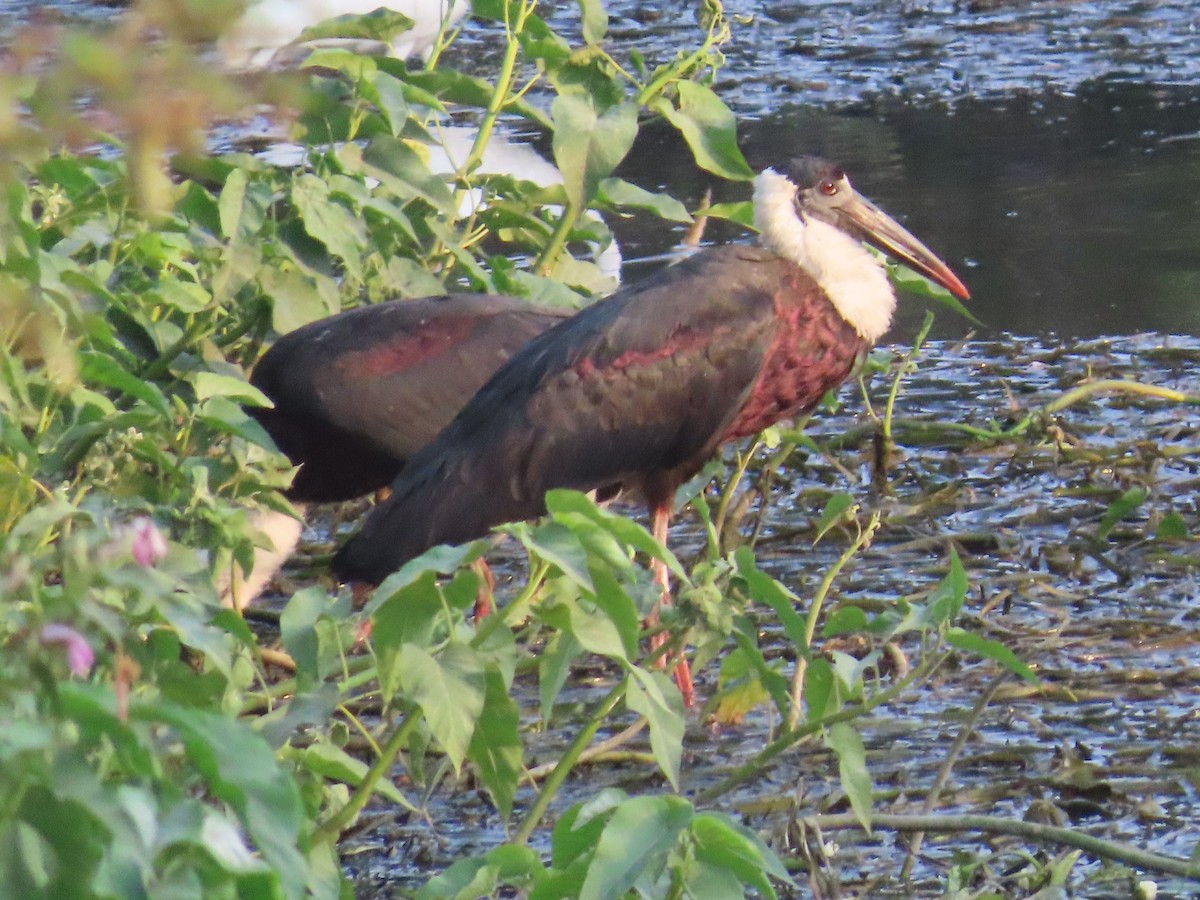 Asian Woolly-necked Stork - ML618771949