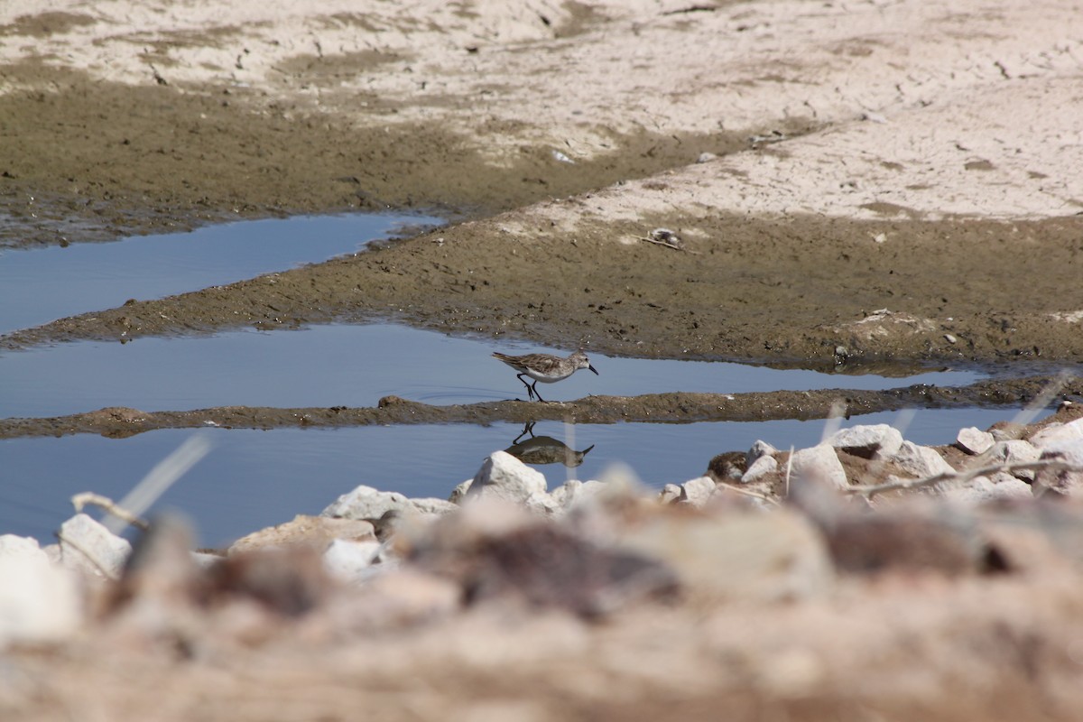 Least Sandpiper - Andrew Gioannetti