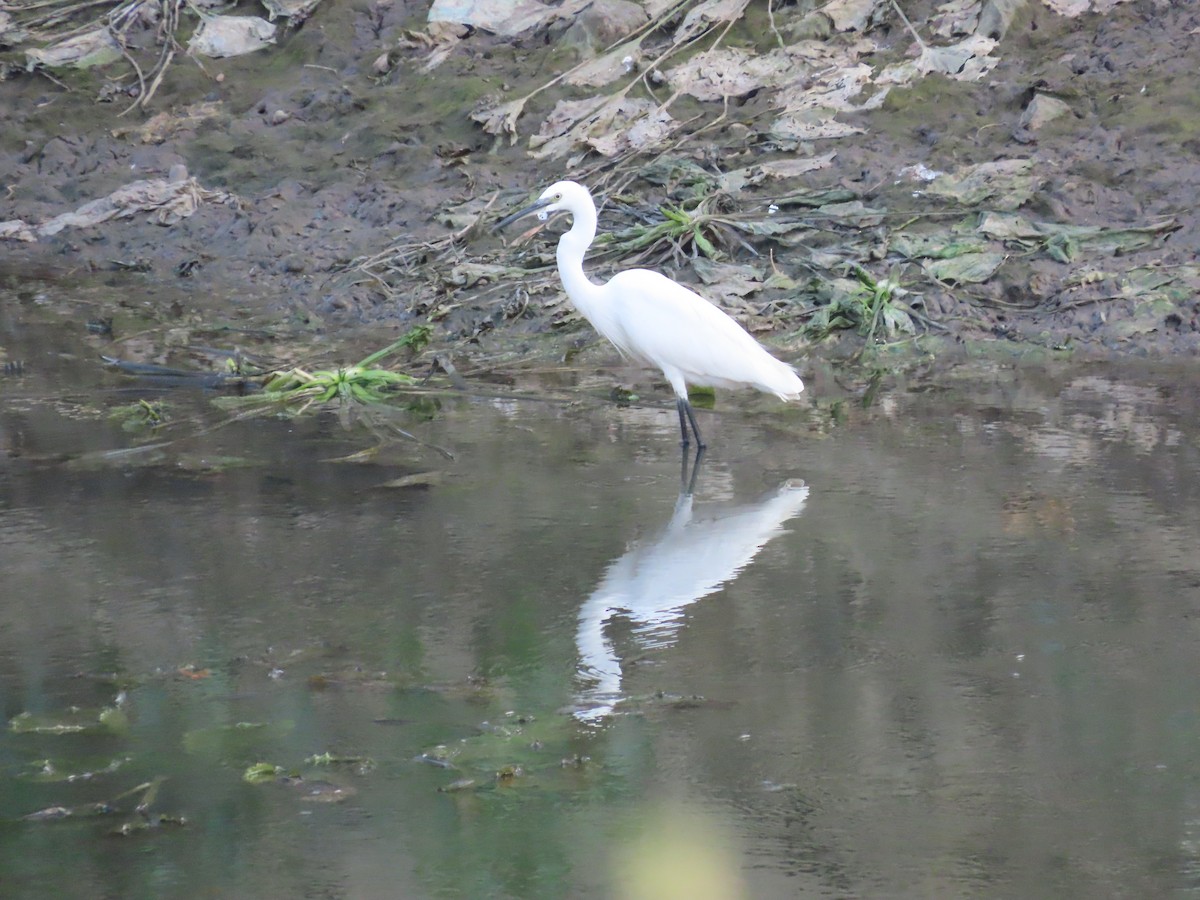 Little Egret - ML618771960