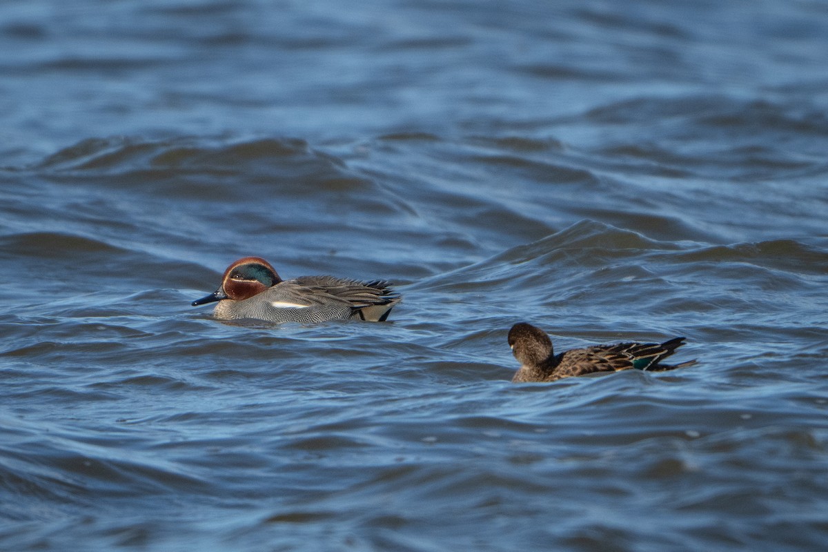 Green-winged Teal - Guido Van den Troost