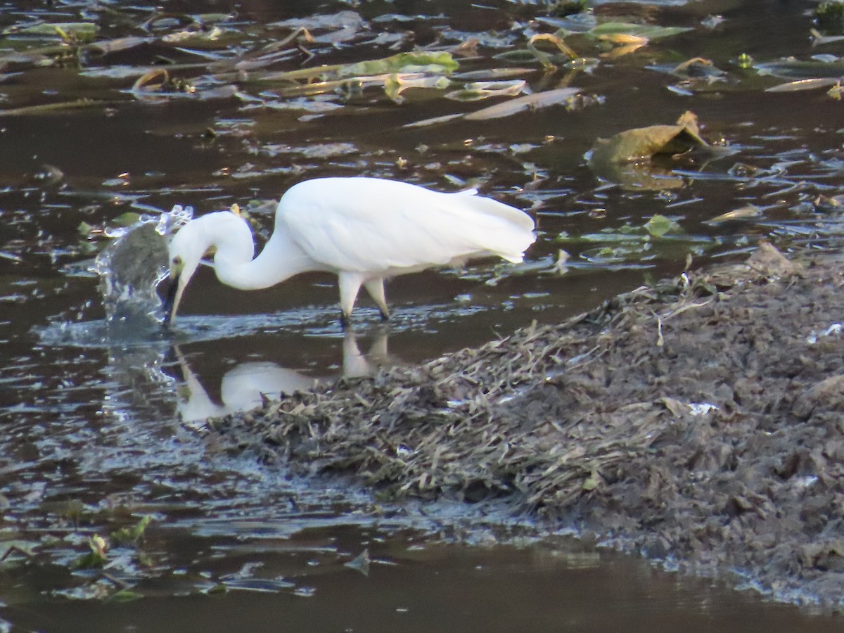 Little Egret - ML618771991