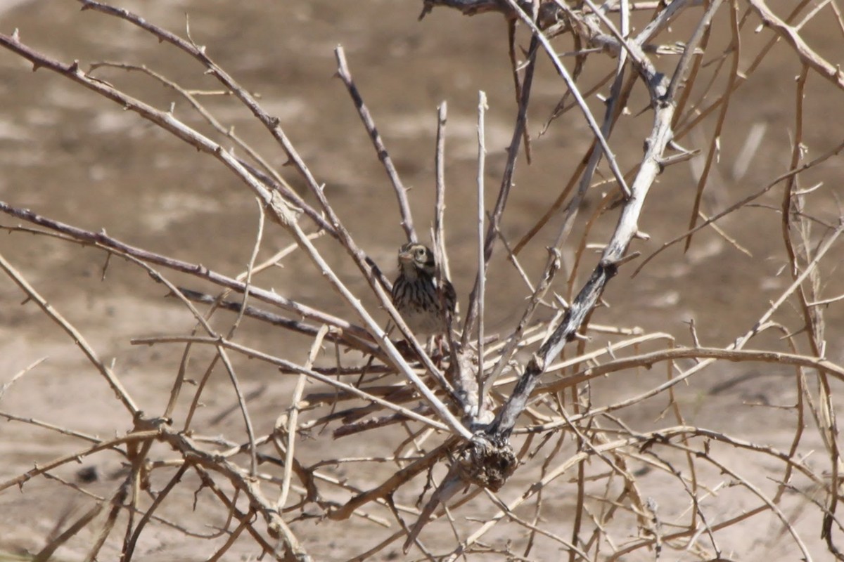 Savannah Sparrow - Andrew Gioannetti