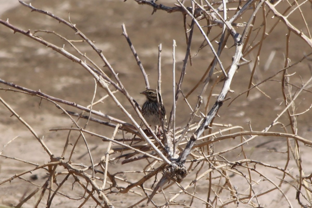 Savannah Sparrow - ML618771995