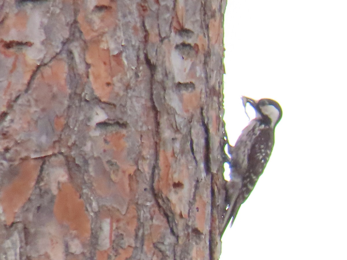 Red-cockaded Woodpecker - Lori Mathis