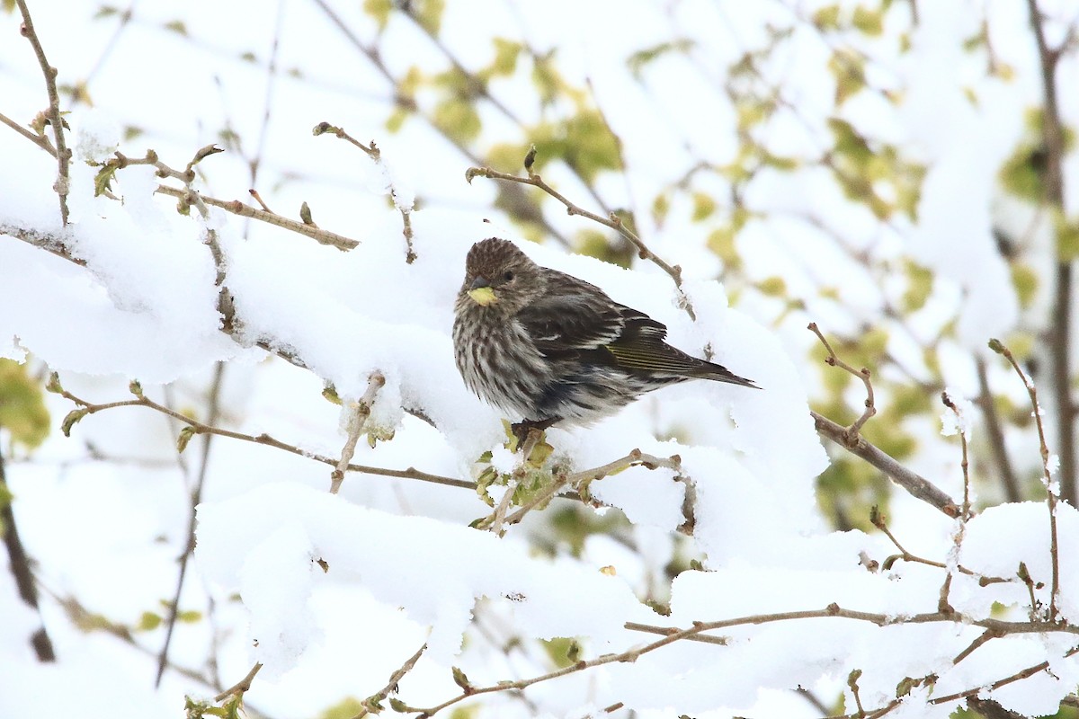 Pine Siskin - ML618772009