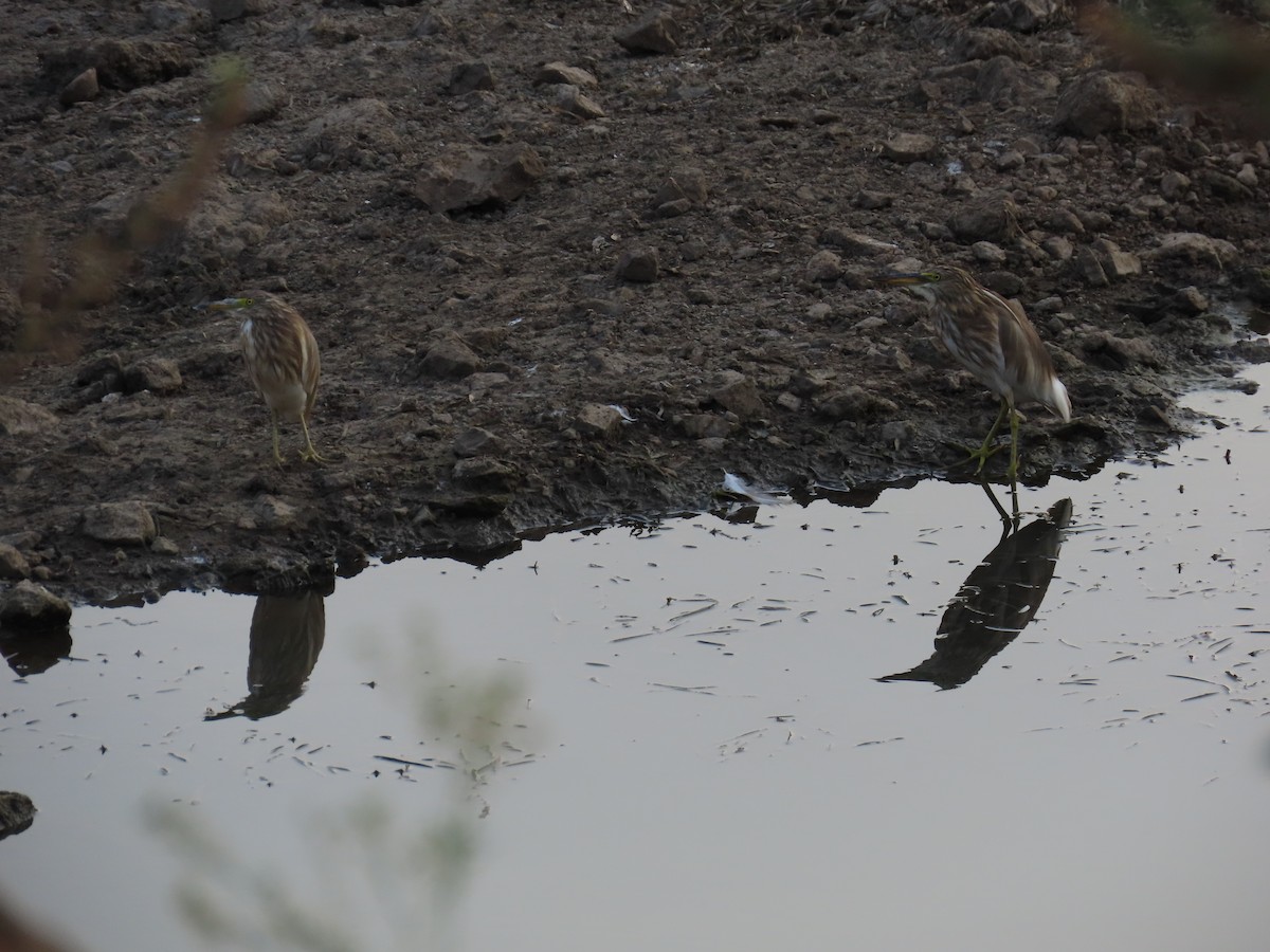 Indian Pond-Heron - ML618772010