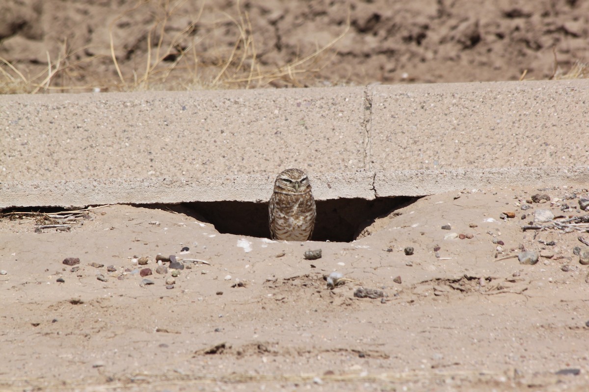 Burrowing Owl - ML618772018