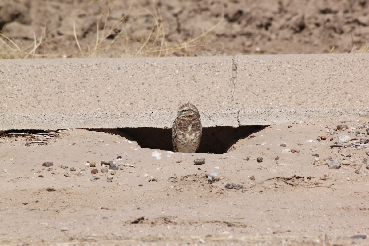 Burrowing Owl - ML618772020