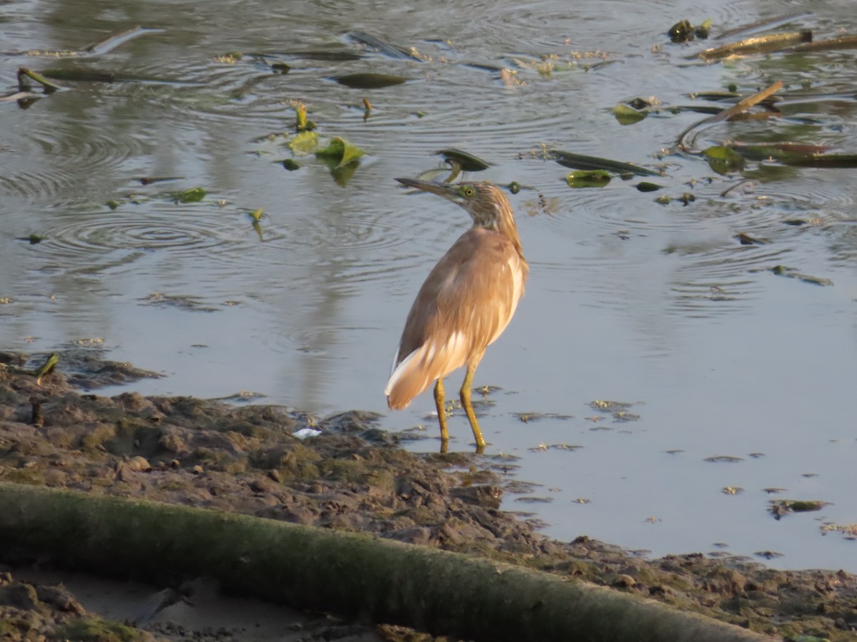 Indian Pond-Heron - ML618772022