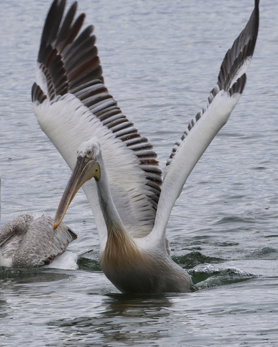 pelikán kadeřavý - ML618772025