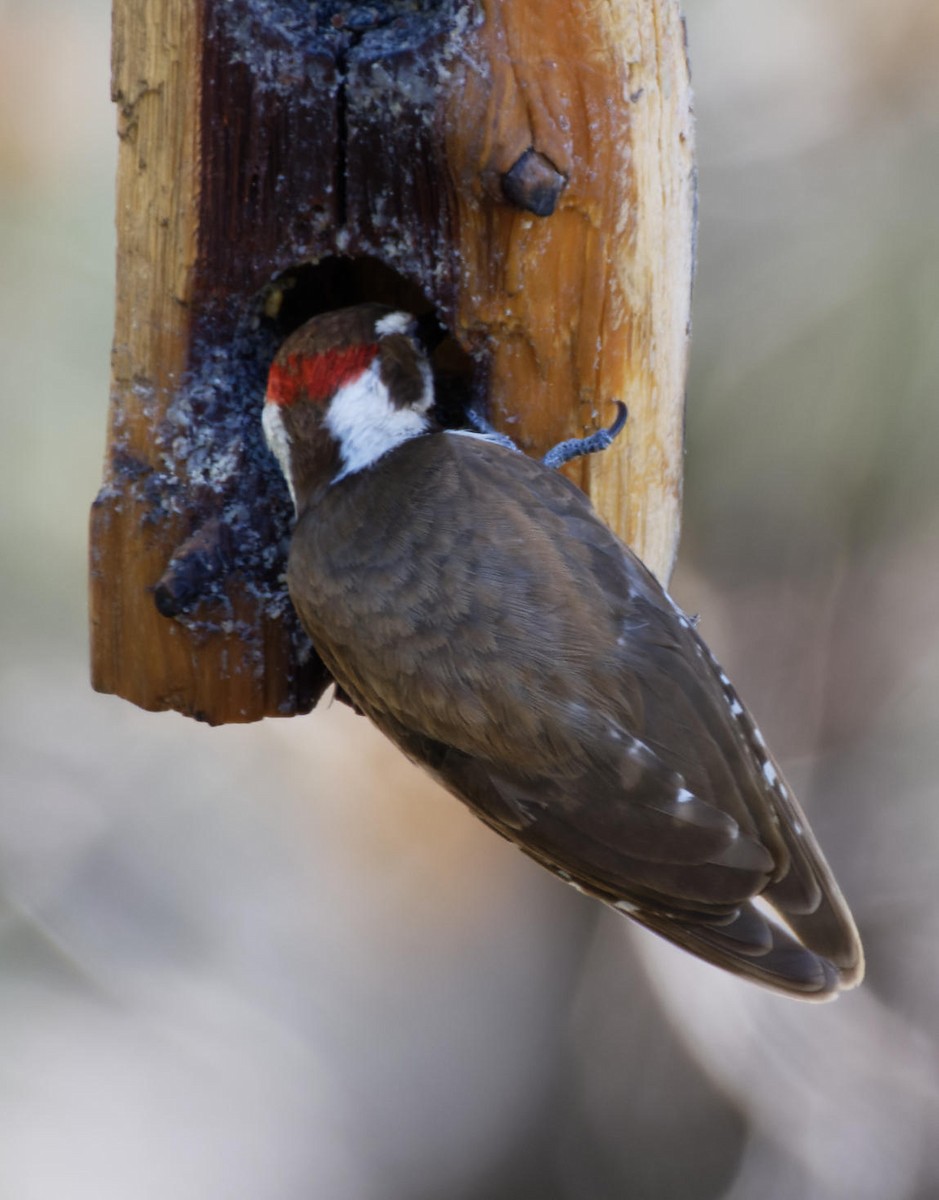Arizona Woodpecker - Leslie Holzmann
