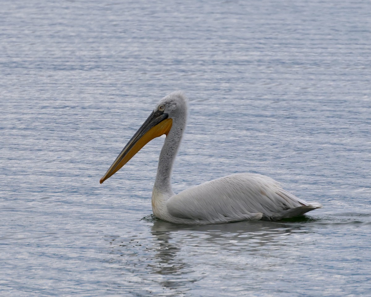 Dalmatian Pelican - Sam Shaw