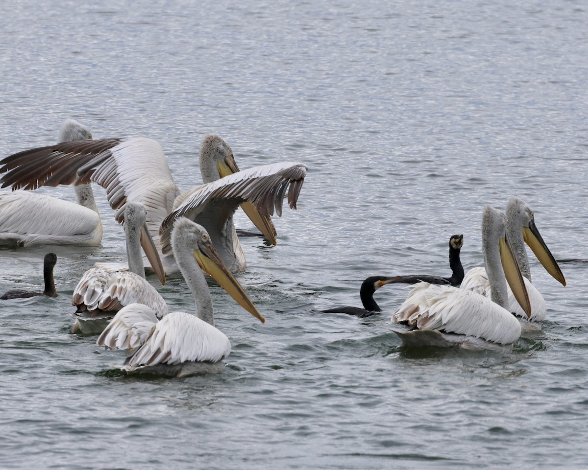 pelikán kadeřavý - ML618772028