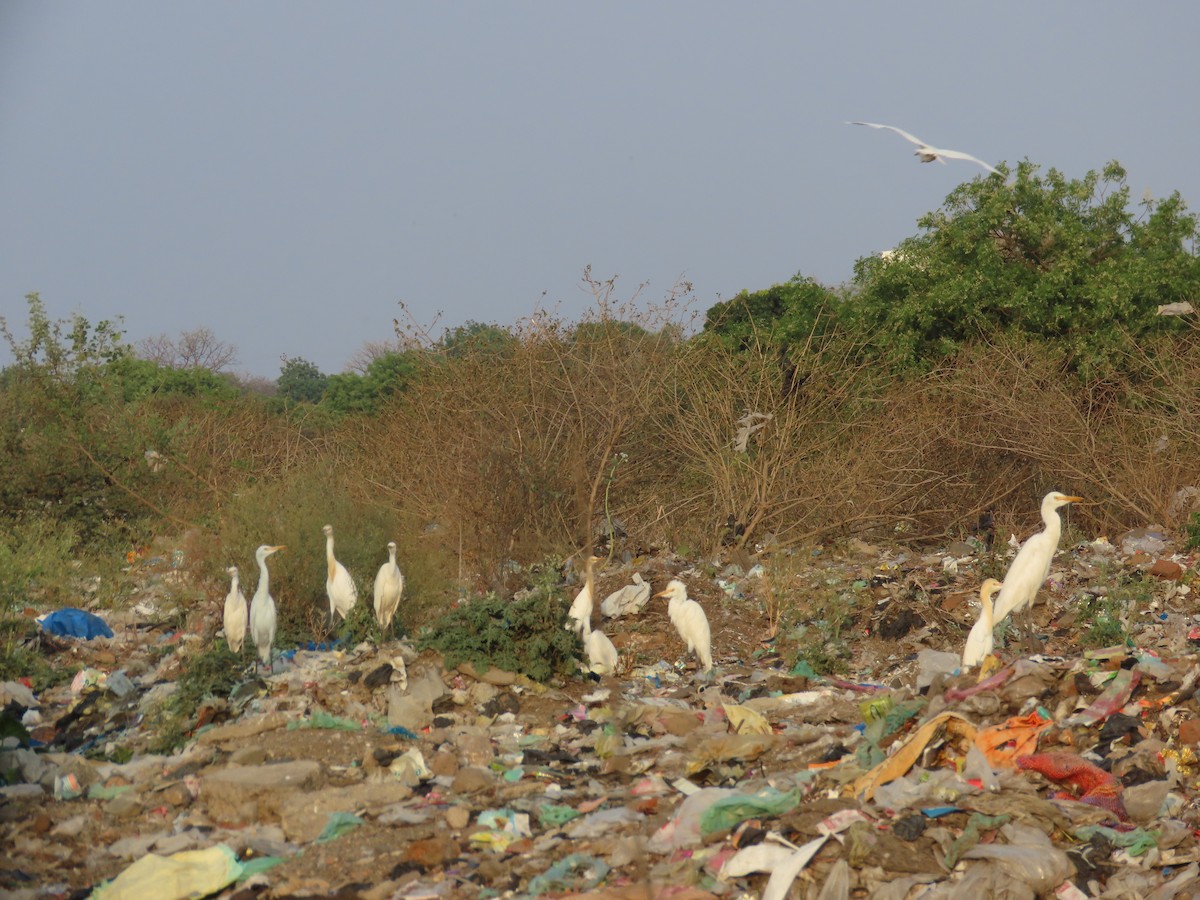 Eastern Cattle Egret - ML618772034