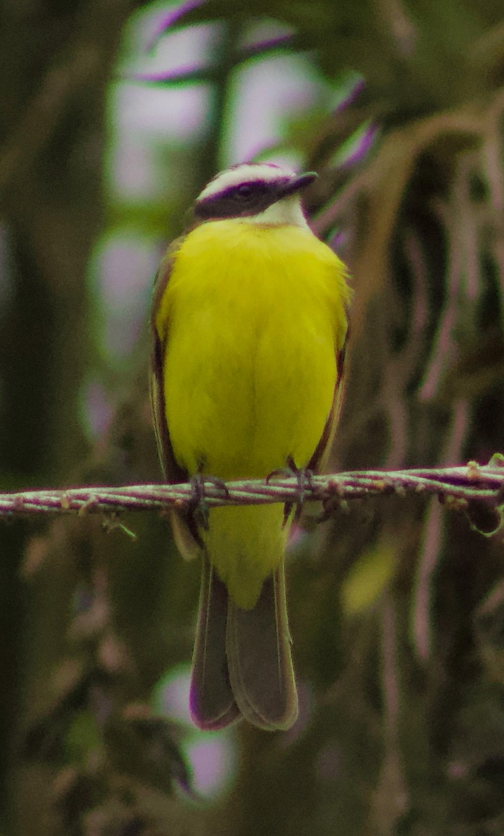 Rusty-margined/Social Flycatcher - Daniel Dario Navarrete Orozco