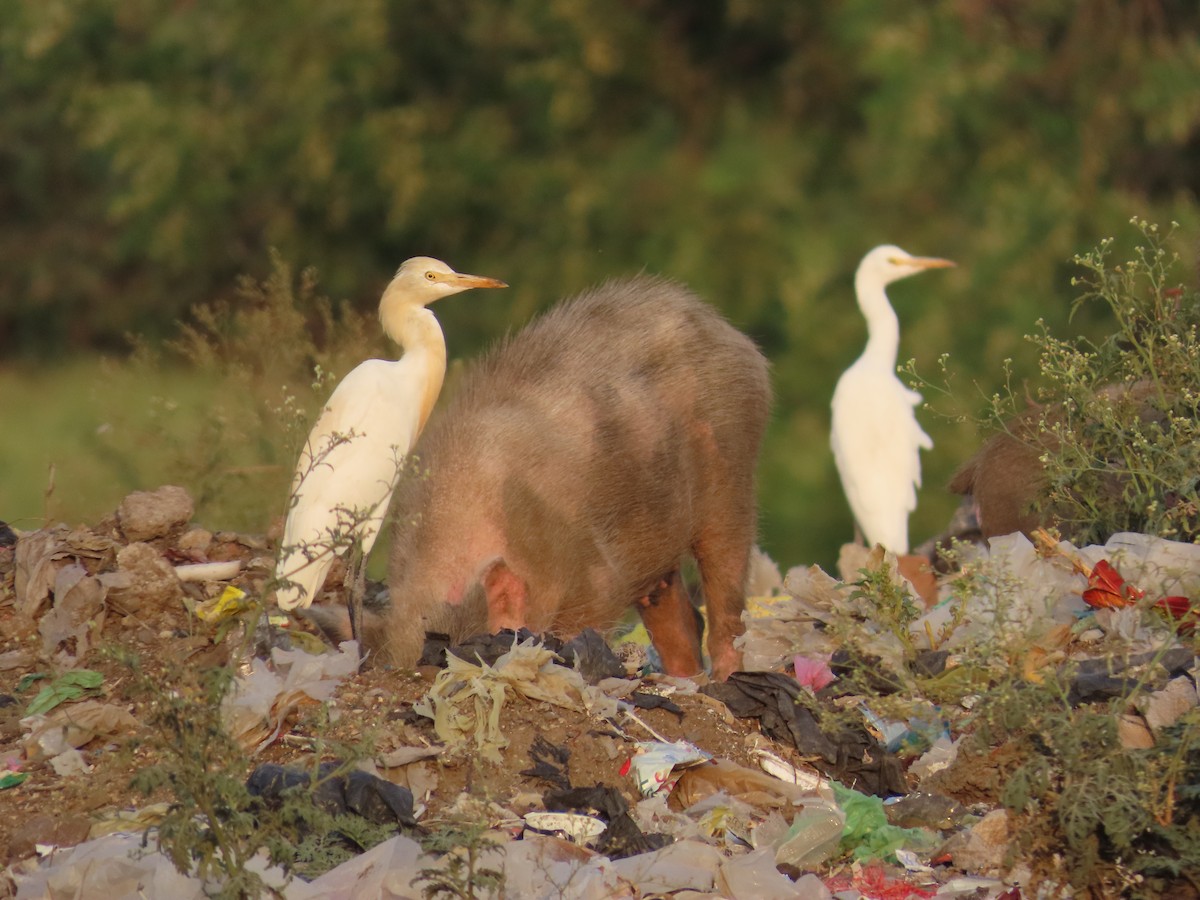 Eastern Cattle Egret - ML618772042