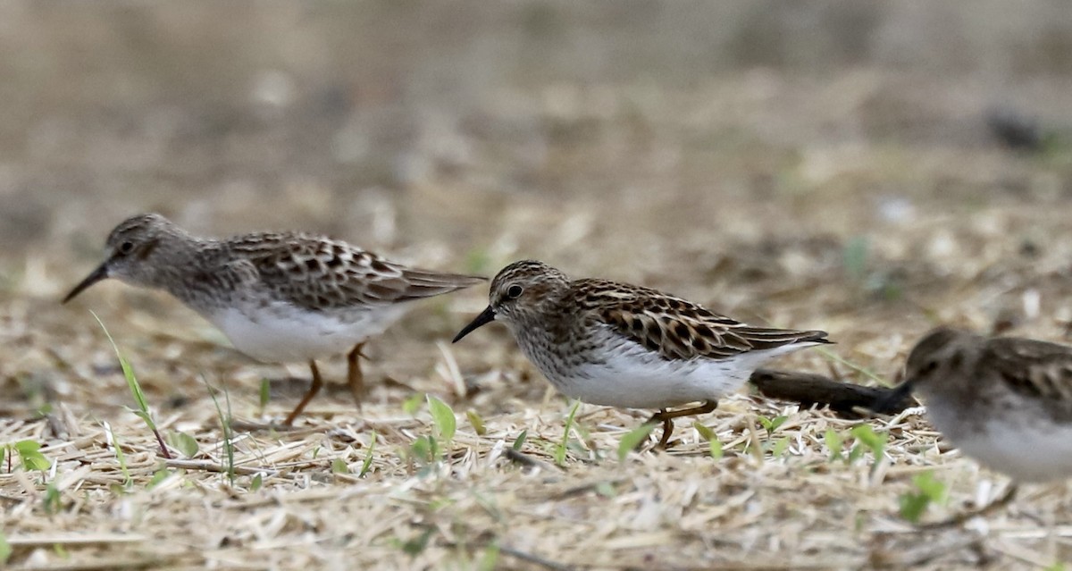 Least Sandpiper - Lenore Charnigo