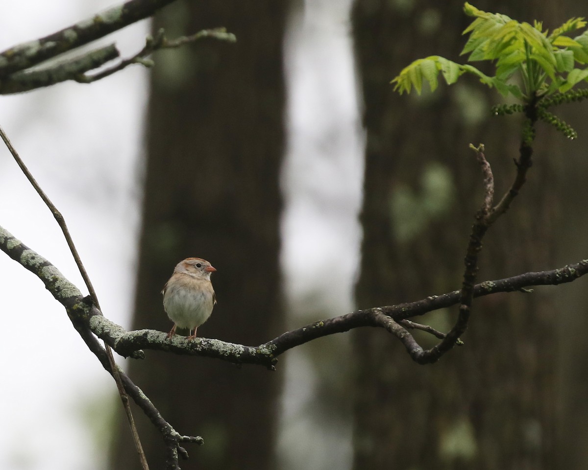 Field Sparrow - Linda Scrima