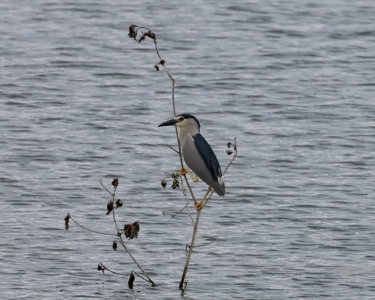 Black-crowned Night Heron - Sam Shaw