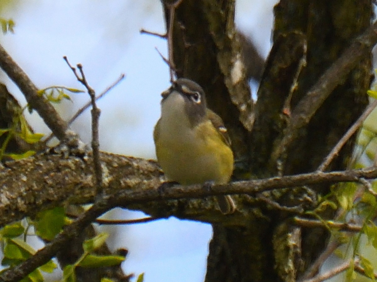 Blue-headed Vireo - Dan Edelen