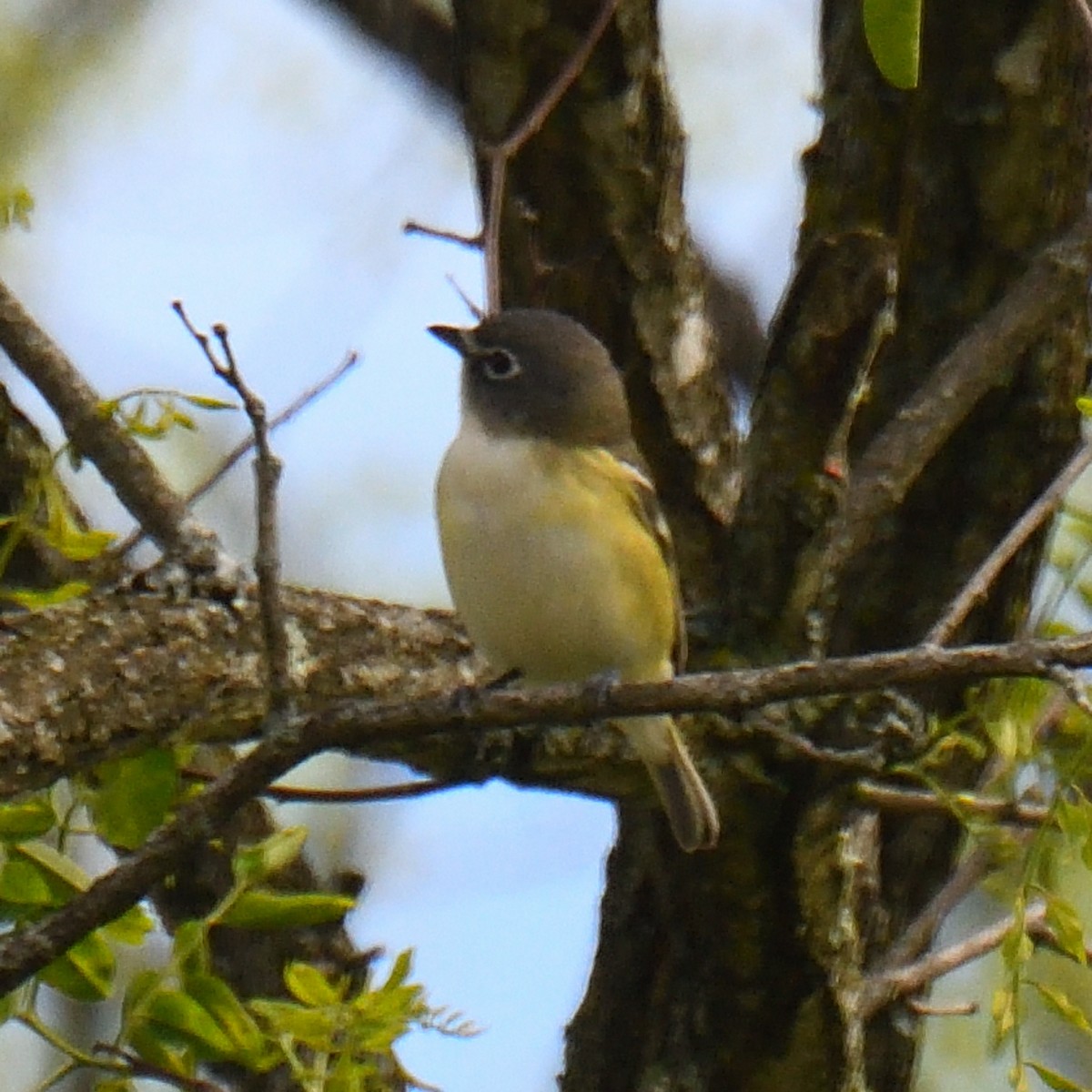 Blue-headed Vireo - Dan Edelen