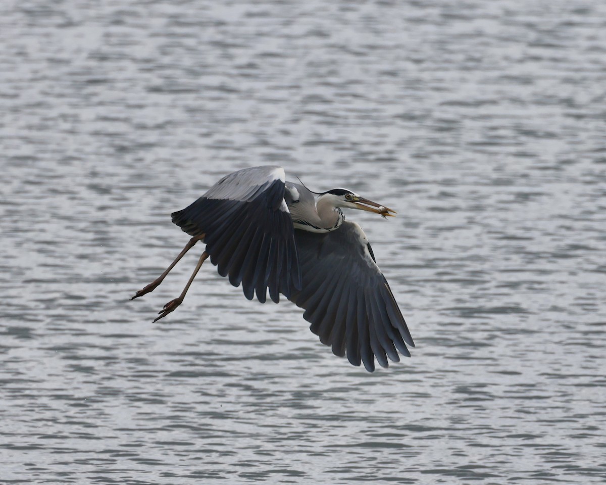 Gray Heron - Sam Shaw