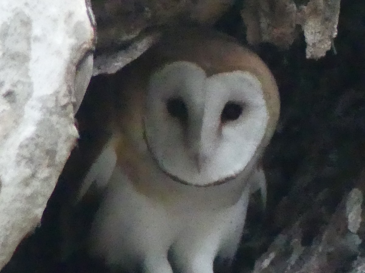 Barn Owl - ML618772115