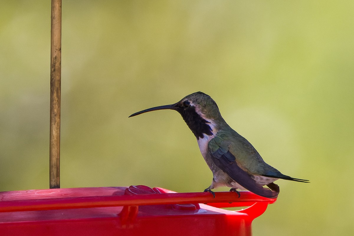 Lucifer Hummingbird - Kyle Shay