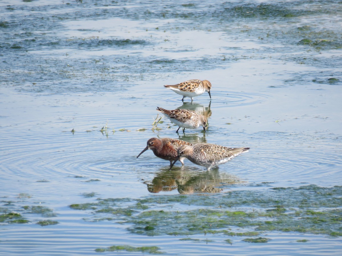 Curlew Sandpiper - Houman Doroudi