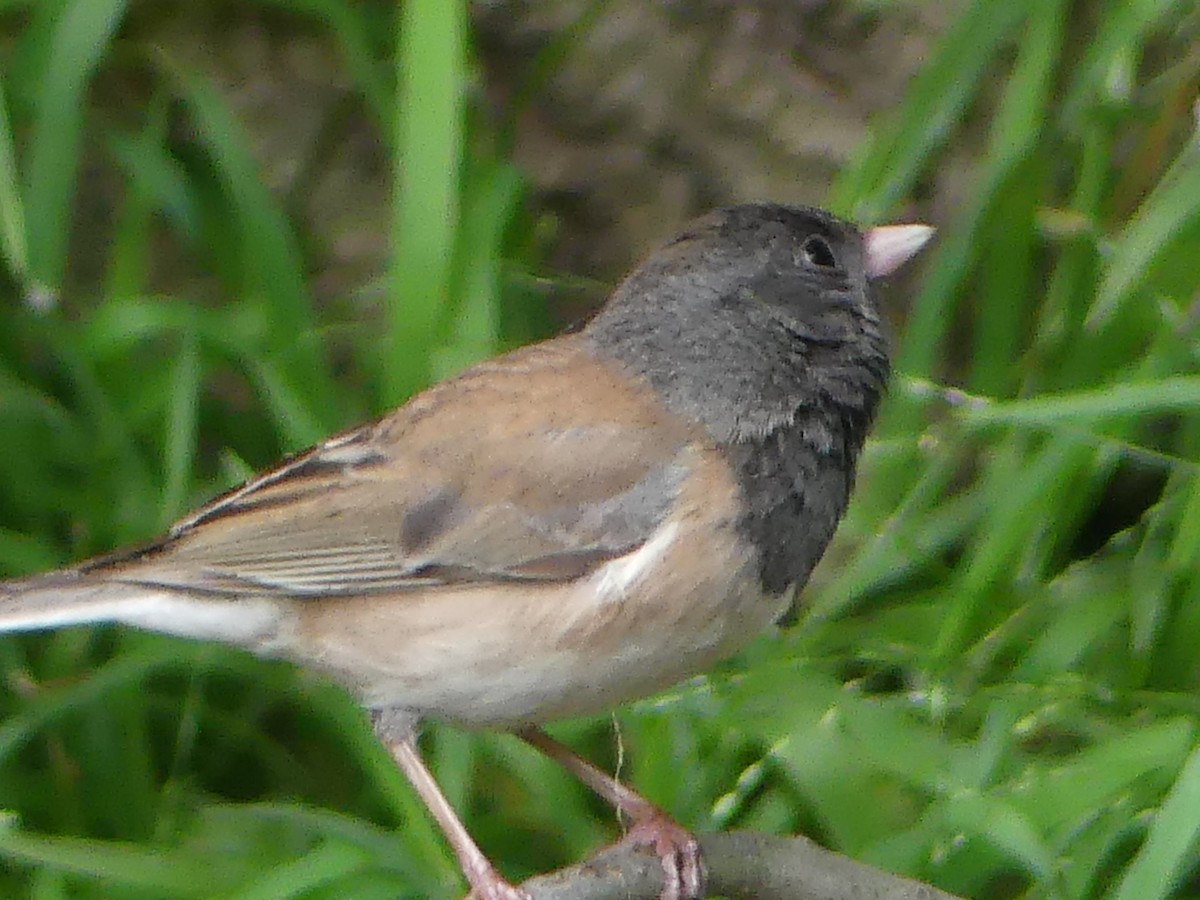 Dark-eyed Junco - ML618772141