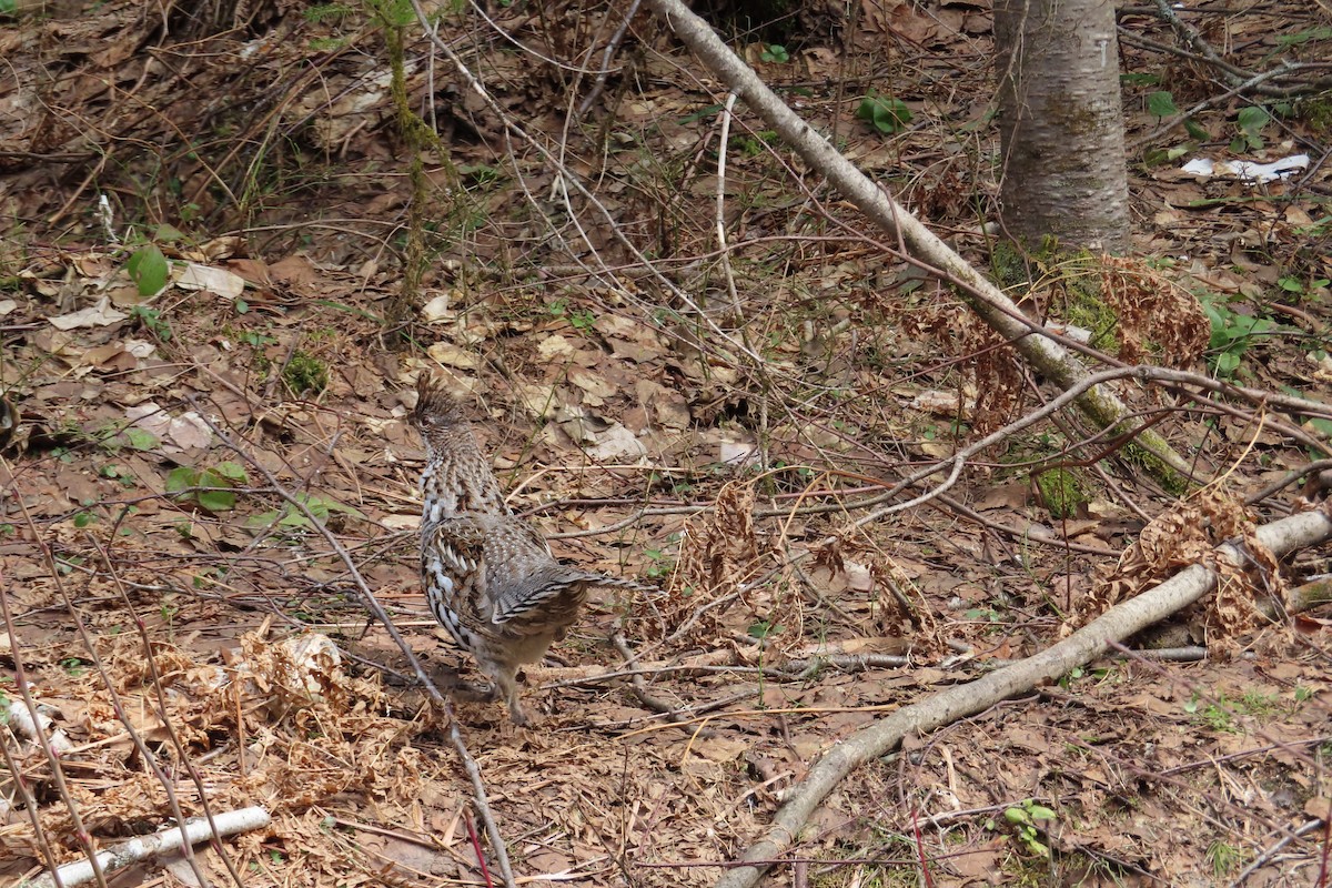 Ruffed Grouse - ML618772151