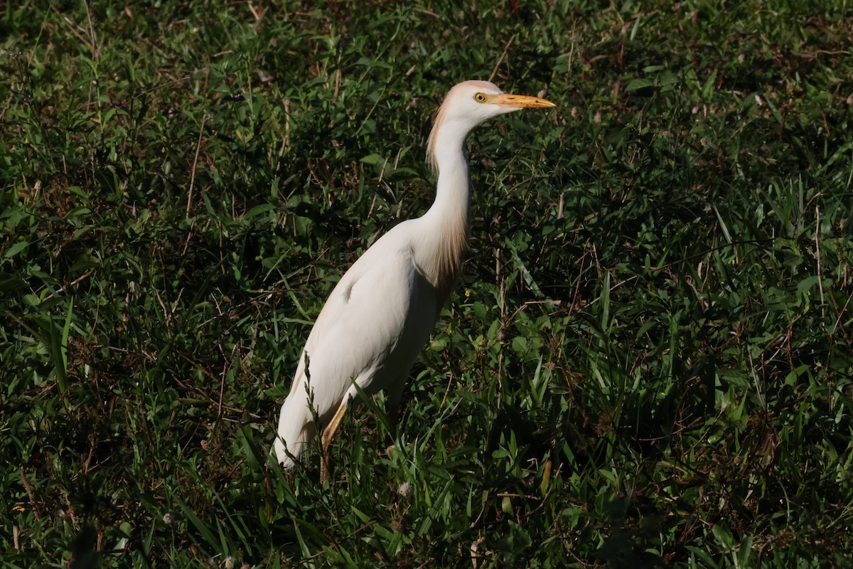 Western Cattle Egret - Michael Friedman