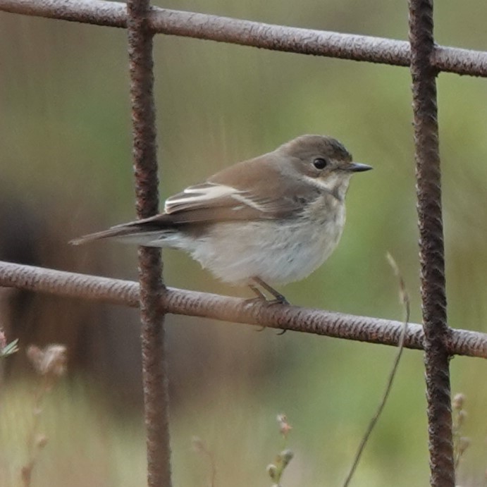 European Pied Flycatcher - ML618772184