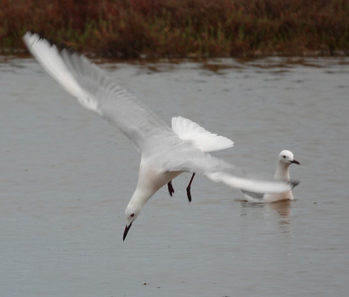 Slender-billed Gull - ML618772206